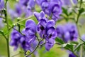 Poisonous blue ÃÂ°conite in the summer garden close-up