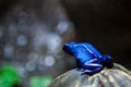 Poisonous Blue Dart Frog Royalty Free Stock Photo