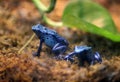 Poisonous Blue Frogs Royalty Free Stock Photo