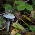 A poisonous blue-green mushroom in the autumn forest. Stropharia