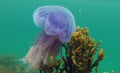 Poisonous Blue jellyfish