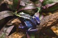 A poisonous blue tree climber sitting on a tree in the jungle. Dendrobates azureus.