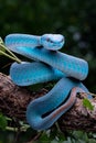 A poisonous blue viper is perched on a tree branch & alert for threats
