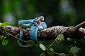 A poisonous blue viper is perched on a tree branch & alert for threats