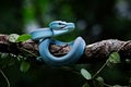 A poisonous blue viper is perched on a tree branch & alert for threats