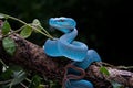 A poisonous blue viper is perched on a tree branch & alert for threats