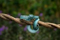 A poisonous blue viper snake is perched on a tree branch & looking for prey