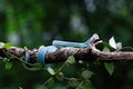 A poisonous blue viper snake is perched on a tree branch & looking for prey