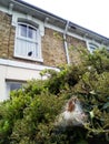 Poisonous Brown-Tail Moth caterpillar nest