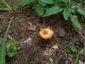 Poisonous colored wild mushrooms, in the shade of forest trees, hidden among the dry leaves