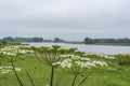 The poisonous common hogweed Heracleum sphondylium along the river Nederrijn near Wijk bij Duurstede, Netherlands