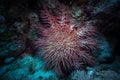 Poisonous crown of thorns sea star (Acanthaster plancii, echinoderm)