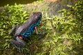 Poisonous dart frog Ameerega ingeri Royalty Free Stock Photo