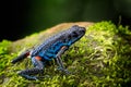 Poisonous dart frog, Ameerega ingeri a dendrobatidae amphibian Royalty Free Stock Photo