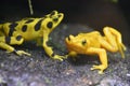 Poisonous Dart Frog