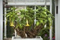 Poisonous datura plant bonsai in the white conservatory Royalty Free Stock Photo