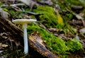 Poisonous destroying angel mushroom