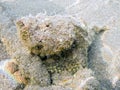 Poisonous false stonefish Royalty Free Stock Photo