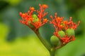 Poisonous flower photo of Buddha belly plant, bottleplant shrub Royalty Free Stock Photo