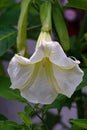 The poisonous flowers of Datura, called cornucopia, devil\'s trumpet, angel\'s trumpet, or blackthorn