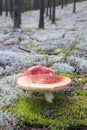 Poisonous fly agaric