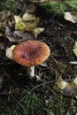 Poisonous Fly Agaric Amanita muscaria toadstool fungus with red cap growing amongst the fallen leaves