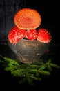 Poisonous fly agaric mushrooms in a vintage gray cast iron pot on a black wooden background ingredient for magic potions