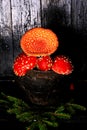 Poisonous fly agaric mushrooms in a vintage gray cast iron pot on a black wooden background ingredient for magic potions