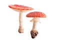 poisonous fly mushroom fall autumn fungus isolated Royalty Free Stock Photo