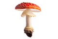 poisonous fly mushroom red white autumn isolated Royalty Free Stock Photo