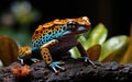 Poisonous frog-dart Royalty Free Stock Photo