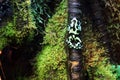 A poisonous frog Phyllobates terribilis climbs a tree in the forest