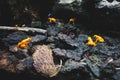 Poisonous frog, poison dart frog Phyllobates Terribilis. Yellow orange Tropical Frog.