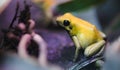 Poisonous frog, poison dart frog terribilis a dangerous animal from the tropical rain forest