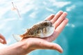 Poisonous fugu fish is lying on the palm of the hand close-up, Gulf of Thailand.