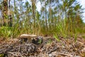 Poisonous fungus in the grass. Mushroom hat with gills in a coniferous forest