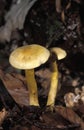 POISONOUS FUNGUS tricholoma sulfureum, NORMANDY IN FRANCE