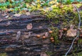 Poisonous fungus (Galerina marginata) on a decaying log covered