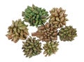 Poisonous green dried flower are used to make hallucinogenic mixtures isolated macro