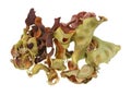 Poisonous green dried tree bark are used to make hallucinogenic mixtures isolated macro