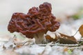 A poisonous Gyromitra Esculenta mushroom. Royalty Free Stock Photo