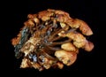 Poisonous hallucinogenic dryed forest mushrooms colony cluster back view isolated black