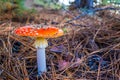 Poisonous and hallucinogenic mushroom fly agaric in the autumn coniferous forest. Inspirational natural fall landscape Royalty Free Stock Photo