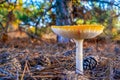 Poisonous and hallucinogenic mushroom fly agaric in the autumn coniferous forest. Inspirational natural fall landscape Royalty Free Stock Photo