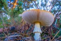 Poisonous and hallucinogenic mushroom fly agaric in the autumn coniferous forest. Inspirational natural fall landscape Royalty Free Stock Photo