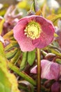 Poisonous Helleborus purpurascens