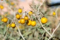 Poisonous Horsenettle, Solanum carolinense, plant Royalty Free Stock Photo