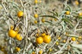 Poisonous Horsenettle, Solanum carolinense, plant Royalty Free Stock Photo