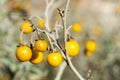 Poisonous Horsenettle, Solanum carolinense, plant Royalty Free Stock Photo