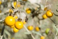 Poisonous Horsenettle, Solanum carolinense, plant Royalty Free Stock Photo